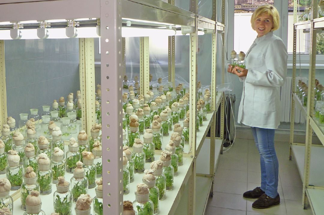 В лаборатории In vitro В лаборатории In vitro
